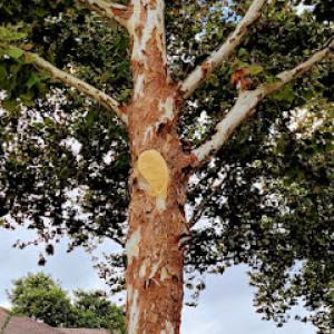 Hulk tree services & stump grinding