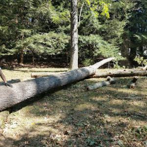 Perkins Tree Service