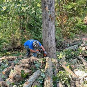 Trustfall Tree Service