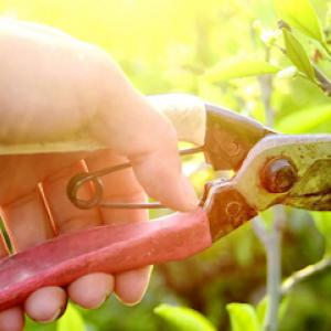 Live Oak Tree Company