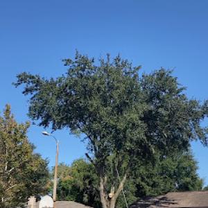 Florida's Tree Masters - Daytona Beach