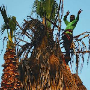 Ortiz Tree Services & Landscaping