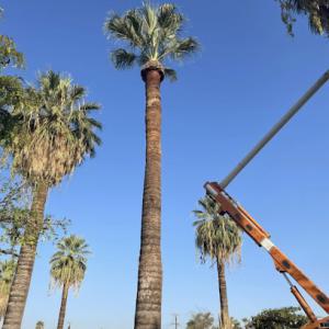 ARG Environmental Tree Service