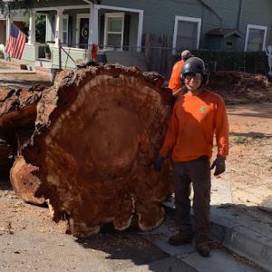 Monticello Tree Service