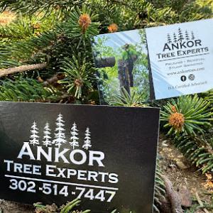 Ankor Tree Experts