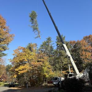 Cedar Run Tree Company