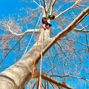 SuperTrees Services Utah