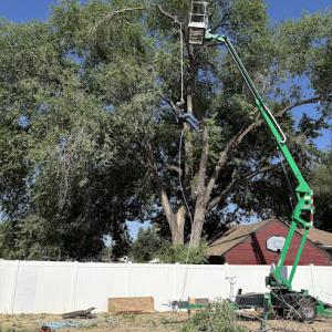 Jenson Tree Service