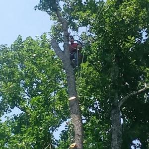 CR Tree Experts