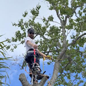 Bay to bay tree service & land clearing