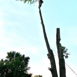 Precision tree services