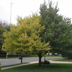 My Backyard Tree Service