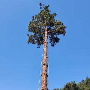 Green Shadow Tree Service