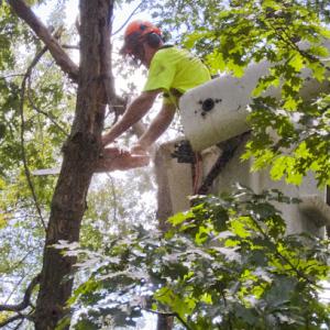 Arbor East Tree Service