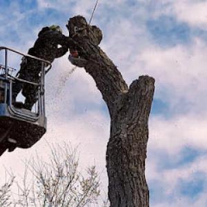 Vision Tree Service