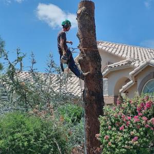 Greenwood Tree Services
