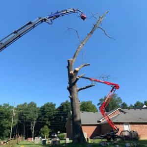 S & M Tree Services