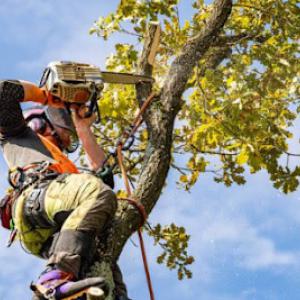 DLB Tree Service