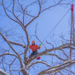 Lodi Tree Service