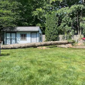 1 TEC Properties Tree Service