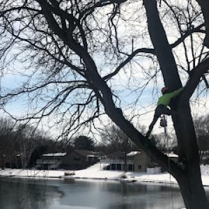 Sagastumes Tree Service’s