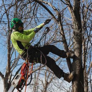 American Arborist