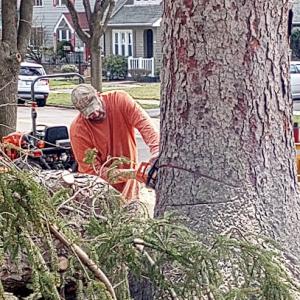 Dennison Tree Removal