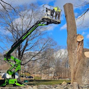 Dave's Tree Service