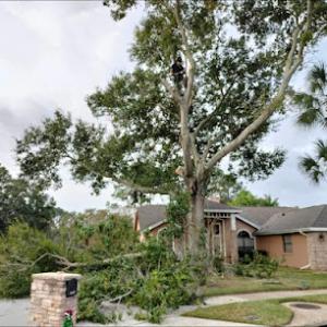 Ireland's Tree Service
