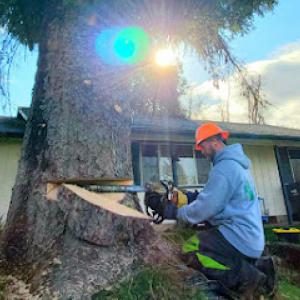 Tim's Tree Removal & Services
