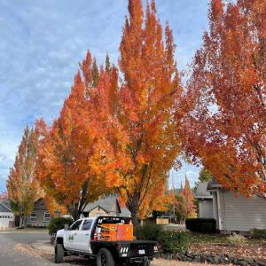 Best Cut Tree Service