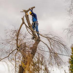 Humboldt Tree Service