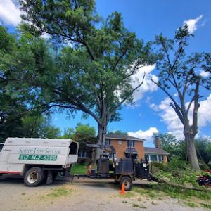 Santos Tree Service