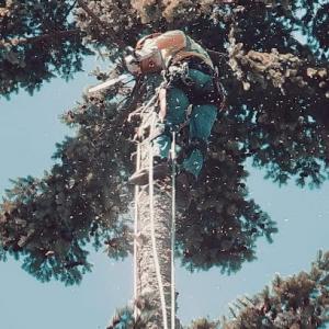 Hemlock Landscape & Restoration