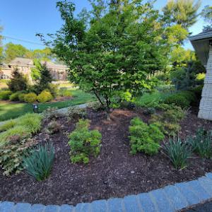 Algonquin Tree & Shrub Care