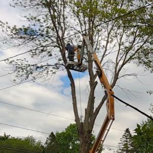 Pro Tree Services