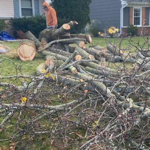 T & L Tree & Landscape