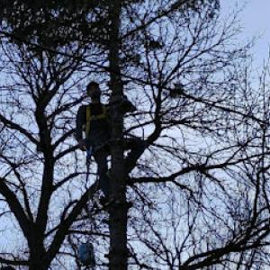 Timberman Tree Service