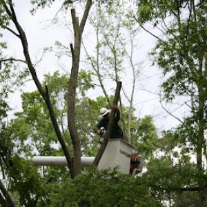 Owatonna Tree Trimming Services