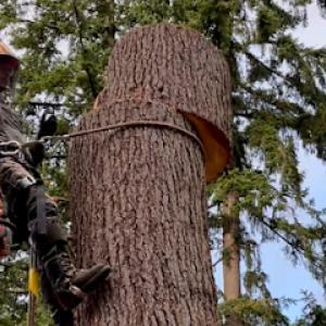 Javier Tree Services & Landscaping