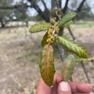 Arborist USA of Burleson