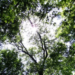 A Cut Above Tree & Shrub Care