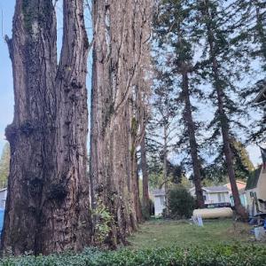 Dave the Tree Guy Tree Care Service. Custer Wa