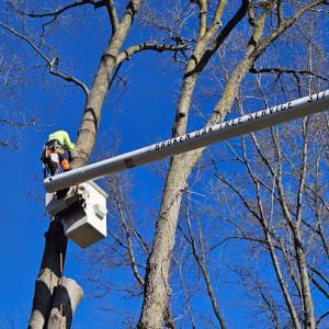 Broken Oak Tree Service