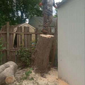 Small family tree care