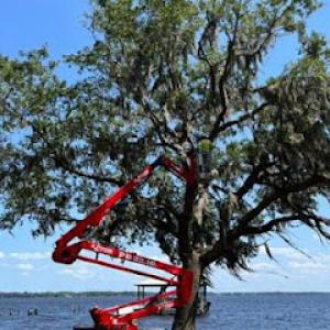 Tree Pros Of Florida