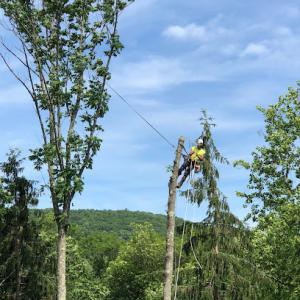 High Performance Tree Service