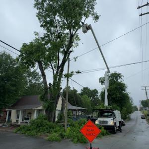 Top Notch Tree Expert