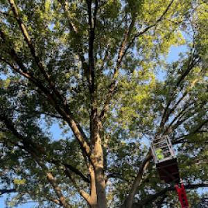 Mathias Precision Tree Service