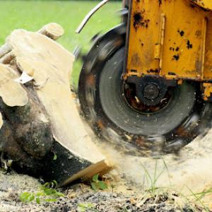 Grapevine Tree Removal